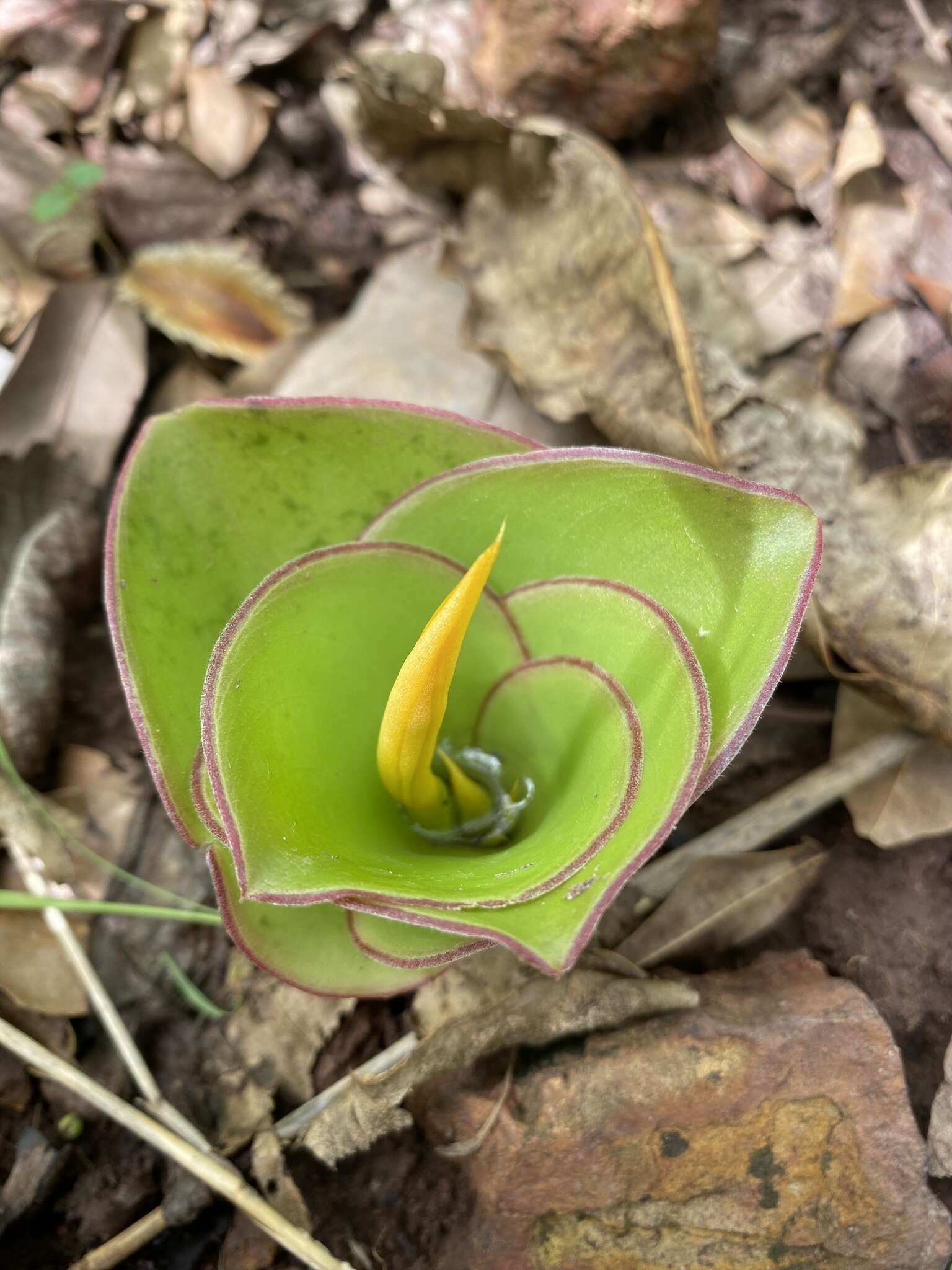 Image of Costus spectabilis (Fenzl) K. Schum.