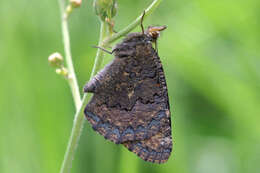 Image de <i>Aglais ladakensis</i>