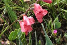 Gladiolus densiflorus Baker resmi