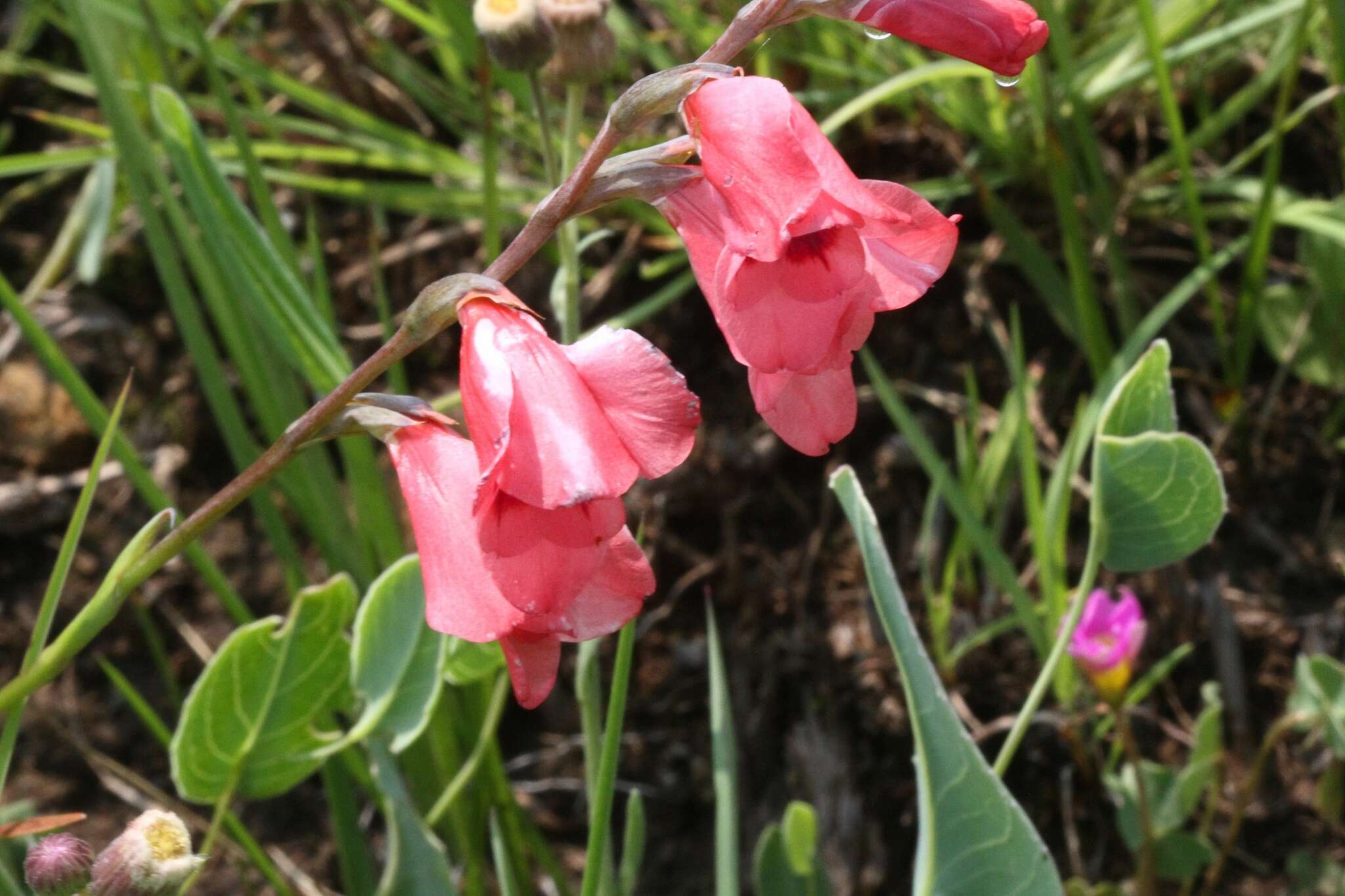 Imagem de Gladiolus densiflorus Baker