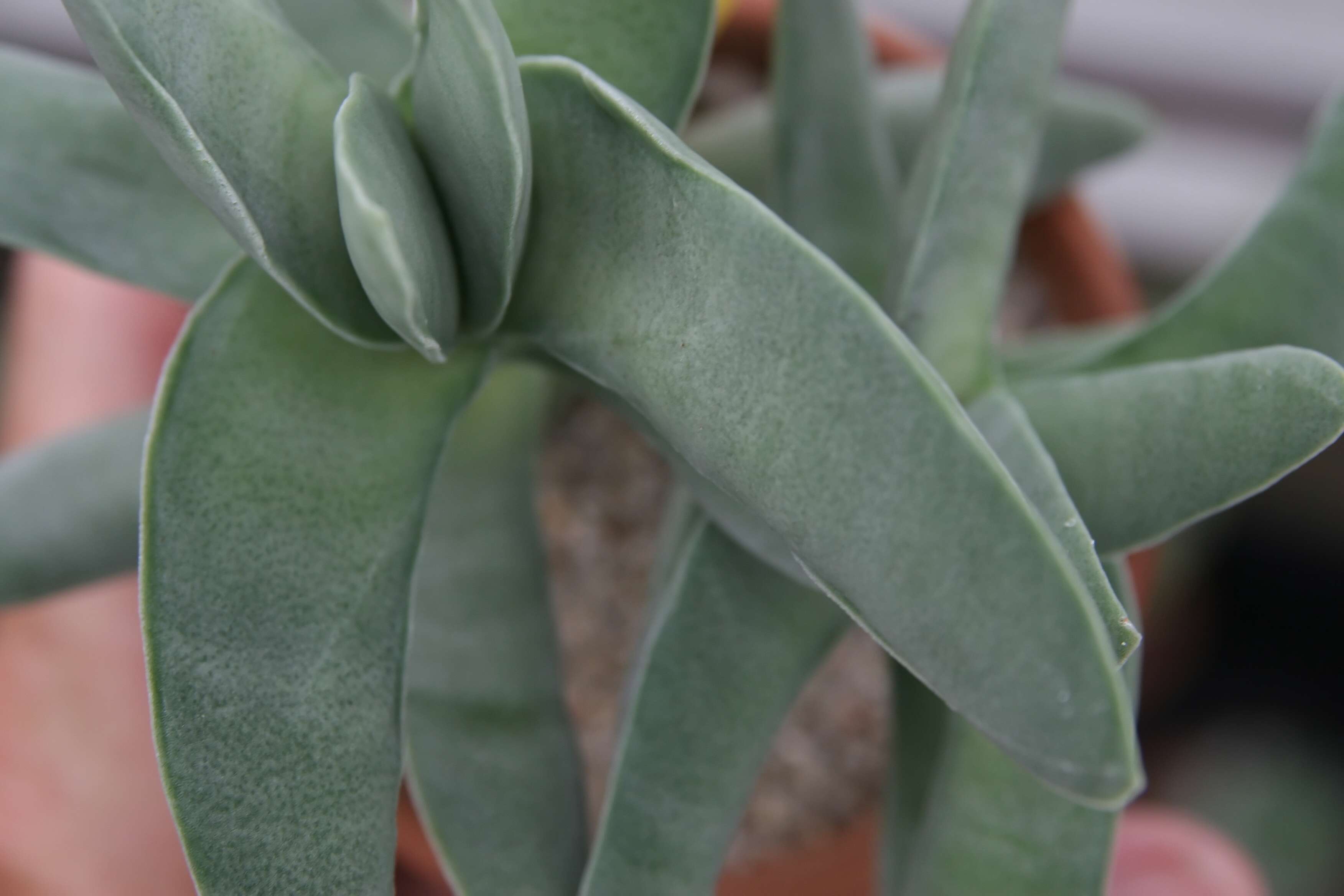 Image of Crassula perfoliata var. minor (Haw.) Rowley