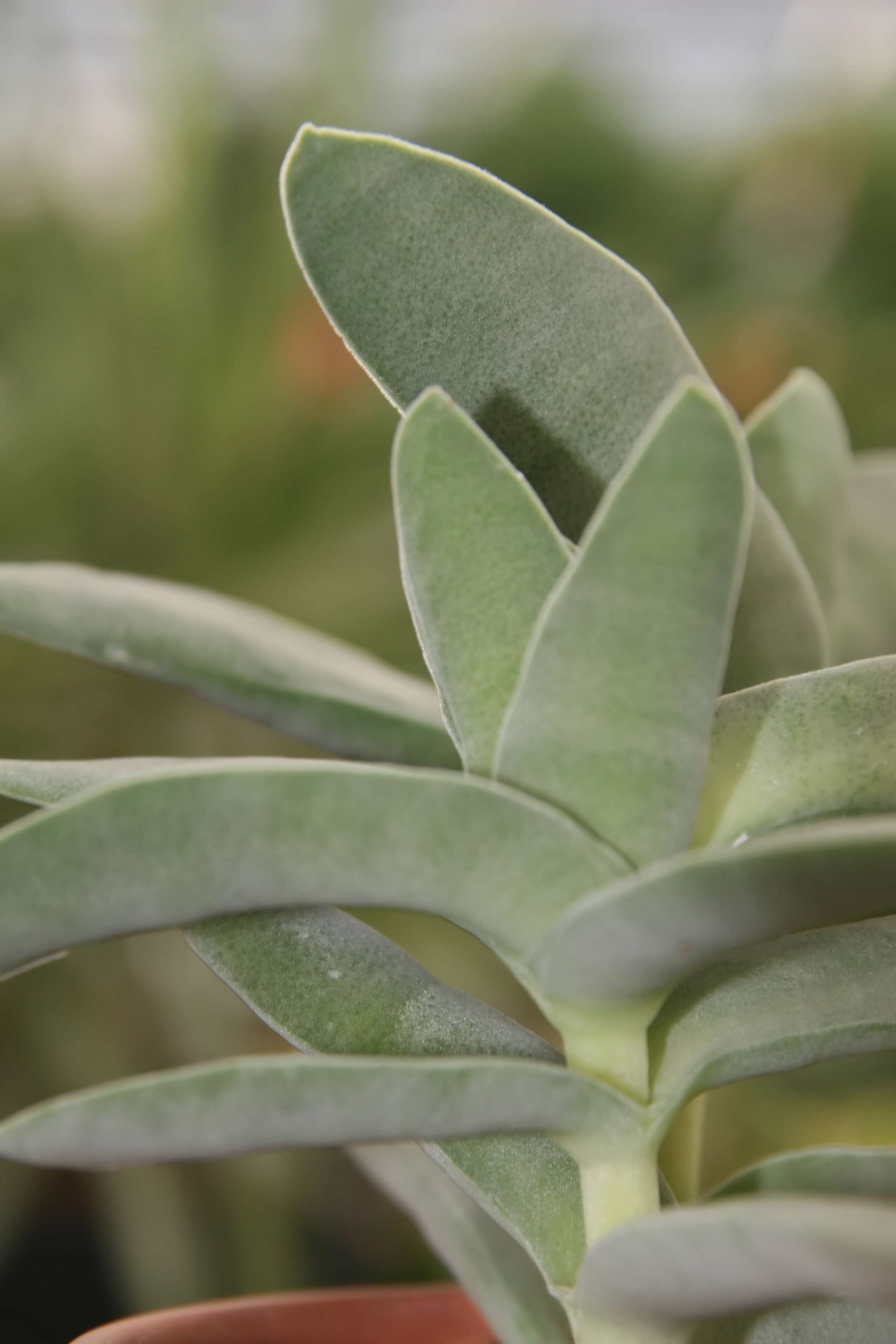 Image of Crassula perfoliata var. minor (Haw.) Rowley