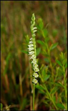 Spiranthes brevilabris Lindl. resmi