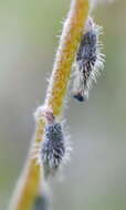 Image of Myosotis refracta Boiss.