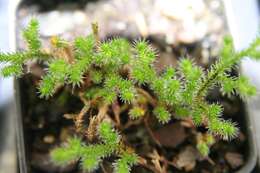 Image of northern selaginella