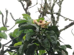Image de Magnolia hernandezii (Lozano) Govaerts