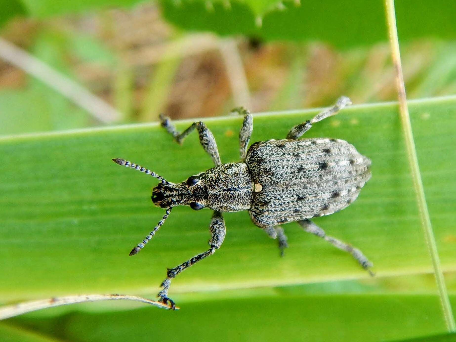 Слика од Ithycerus noveboracensis (Forster & J. R. 1771)