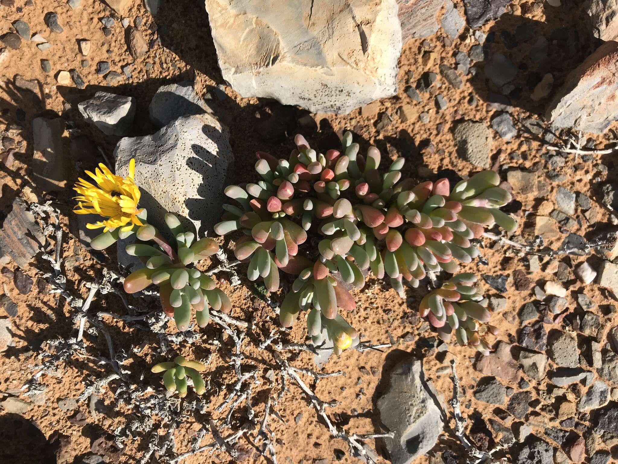 صورة Malephora crassa (L. Bol.) Jacobsen & Schwant.