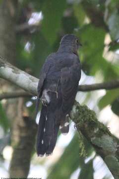 Image of Red-chested Cuckoo