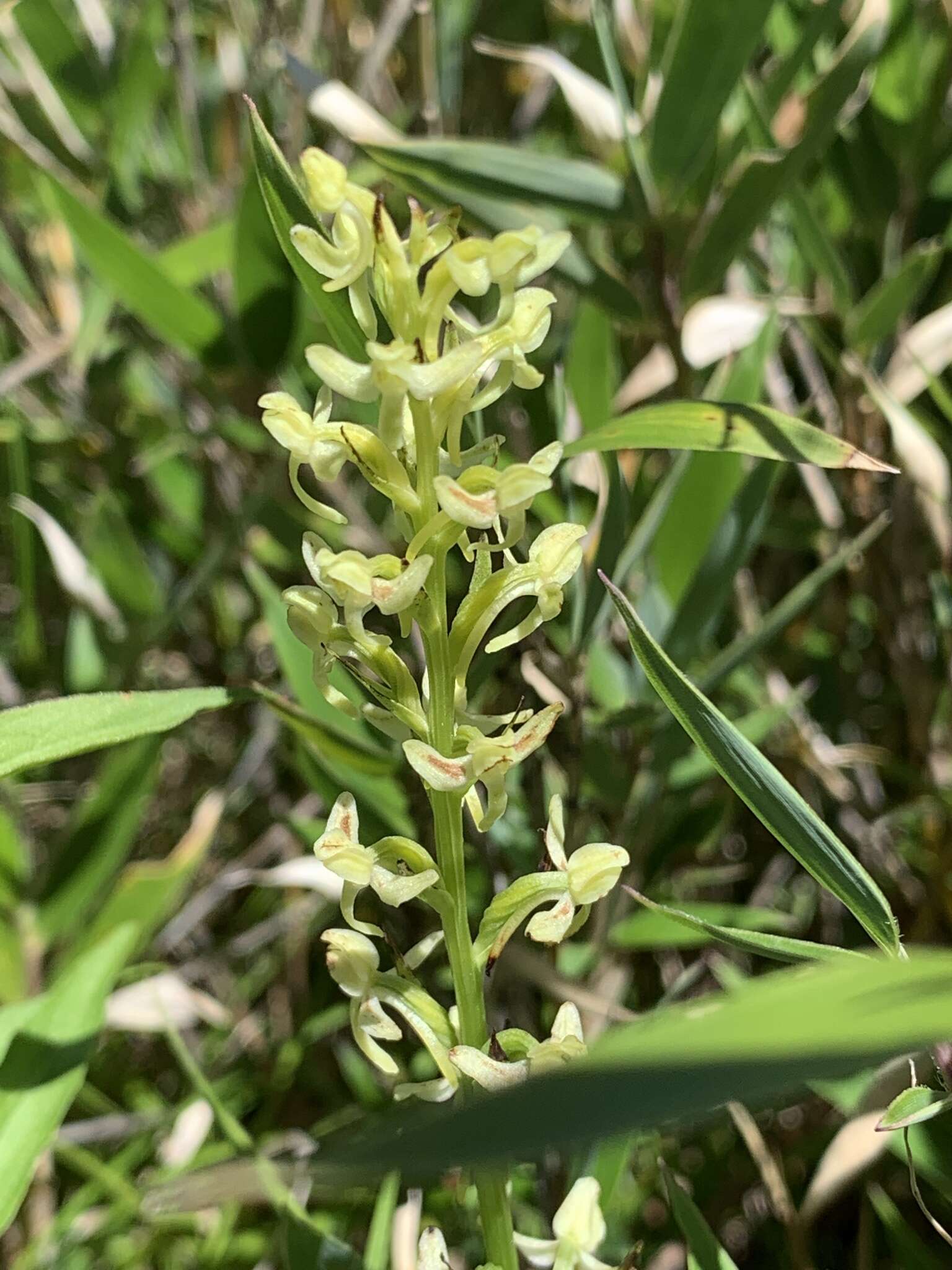 Image of Platanthera longibracteata Lindl.