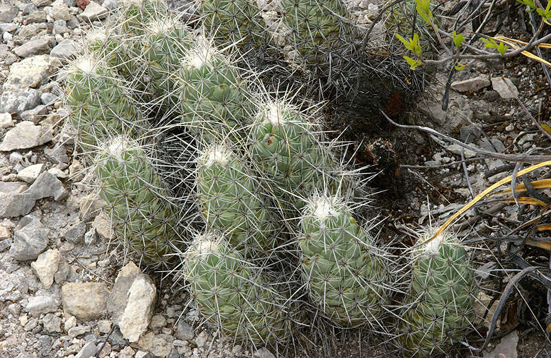 Image of Neolloydia matehualensis Backeb.