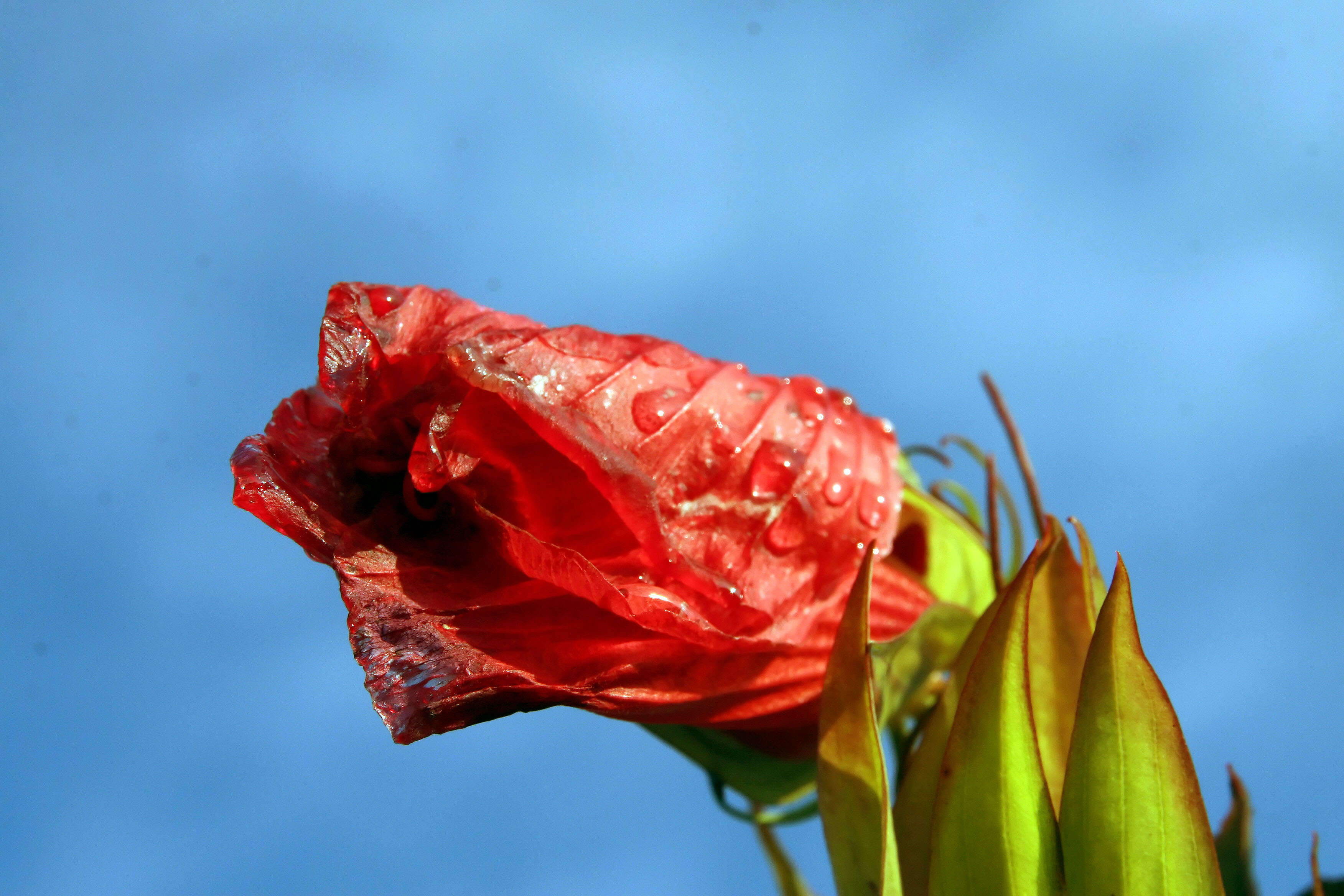 Image of Scarlet Rose-Mallow