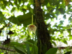 Image of Masdevallia guttulata Rchb. fil.