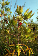 Image of Scarlet Rose-Mallow