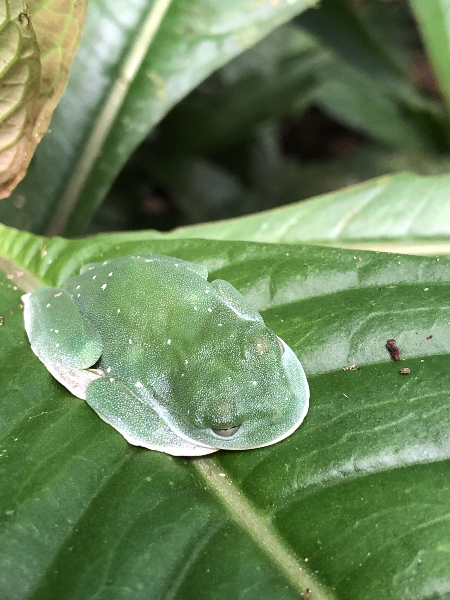 Image of Palmer's Treefrog