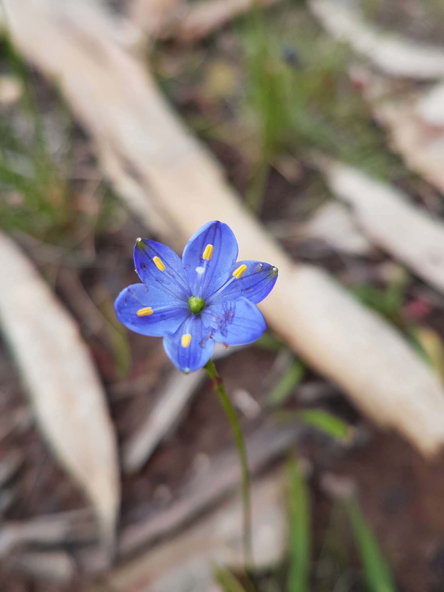 Image of Chamaescilla corymbosa (R. Br.) F. Muell. ex Benth.