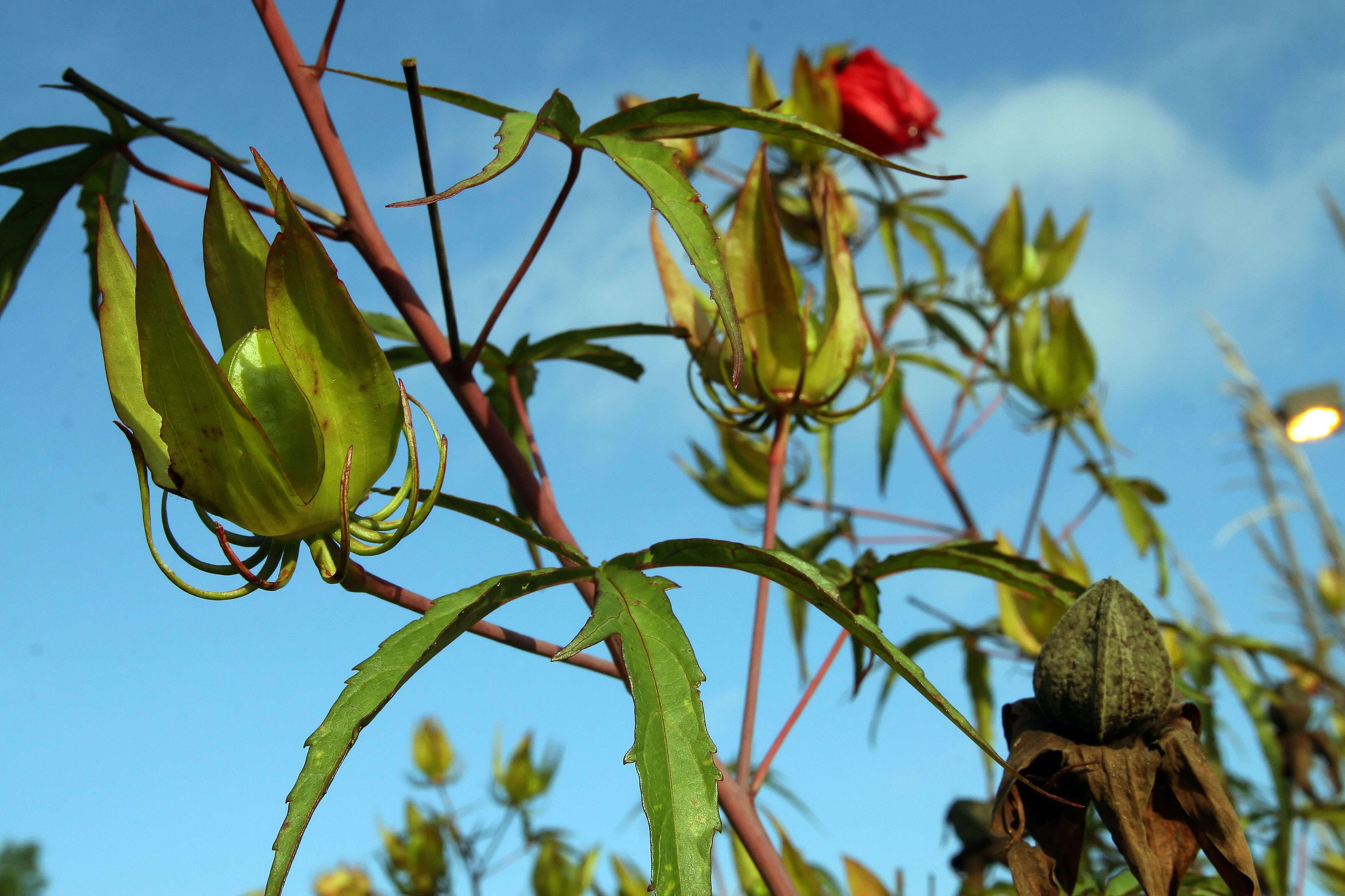 Image of Scarlet Rose-Mallow