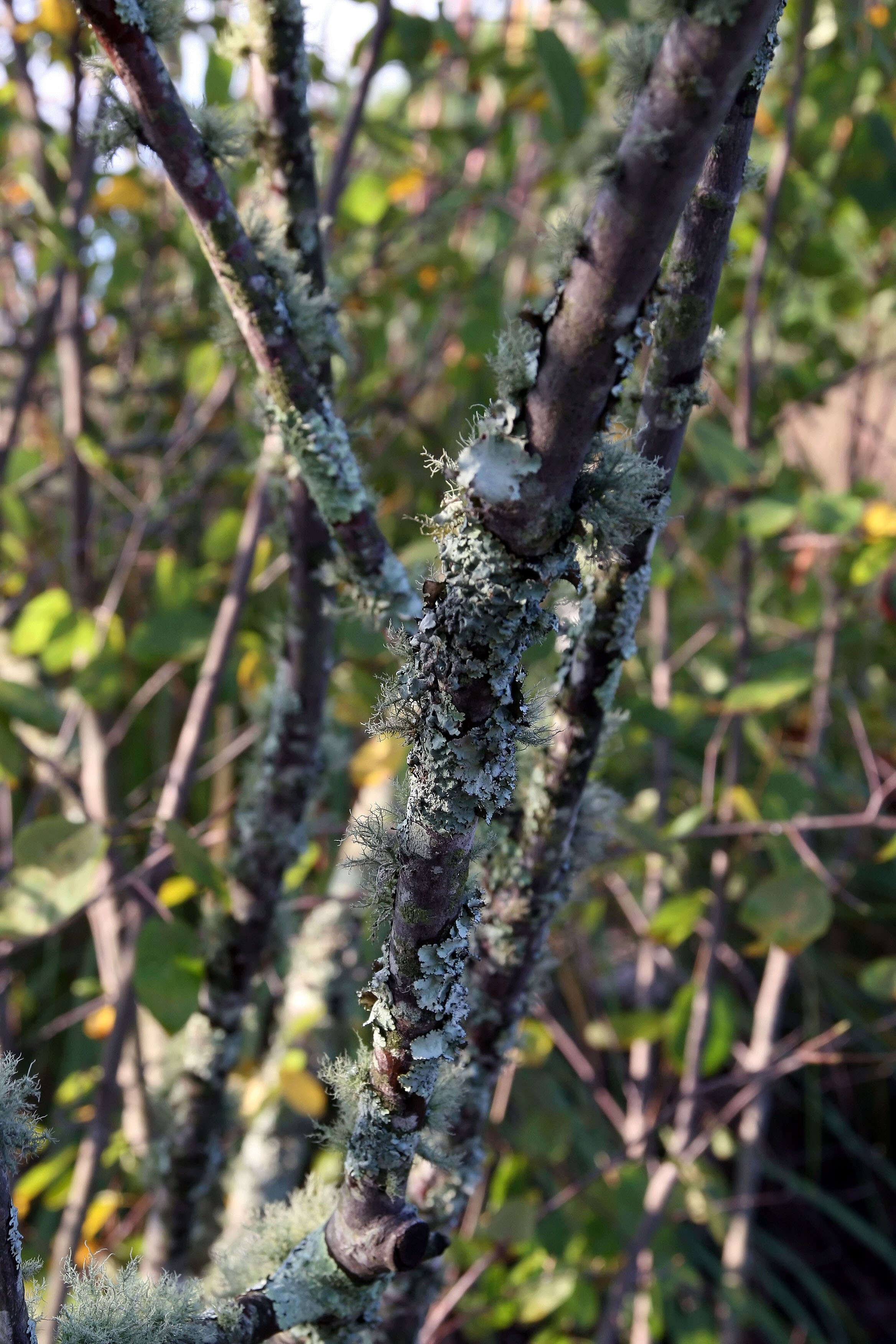 Image of Allegheny Serviceberry