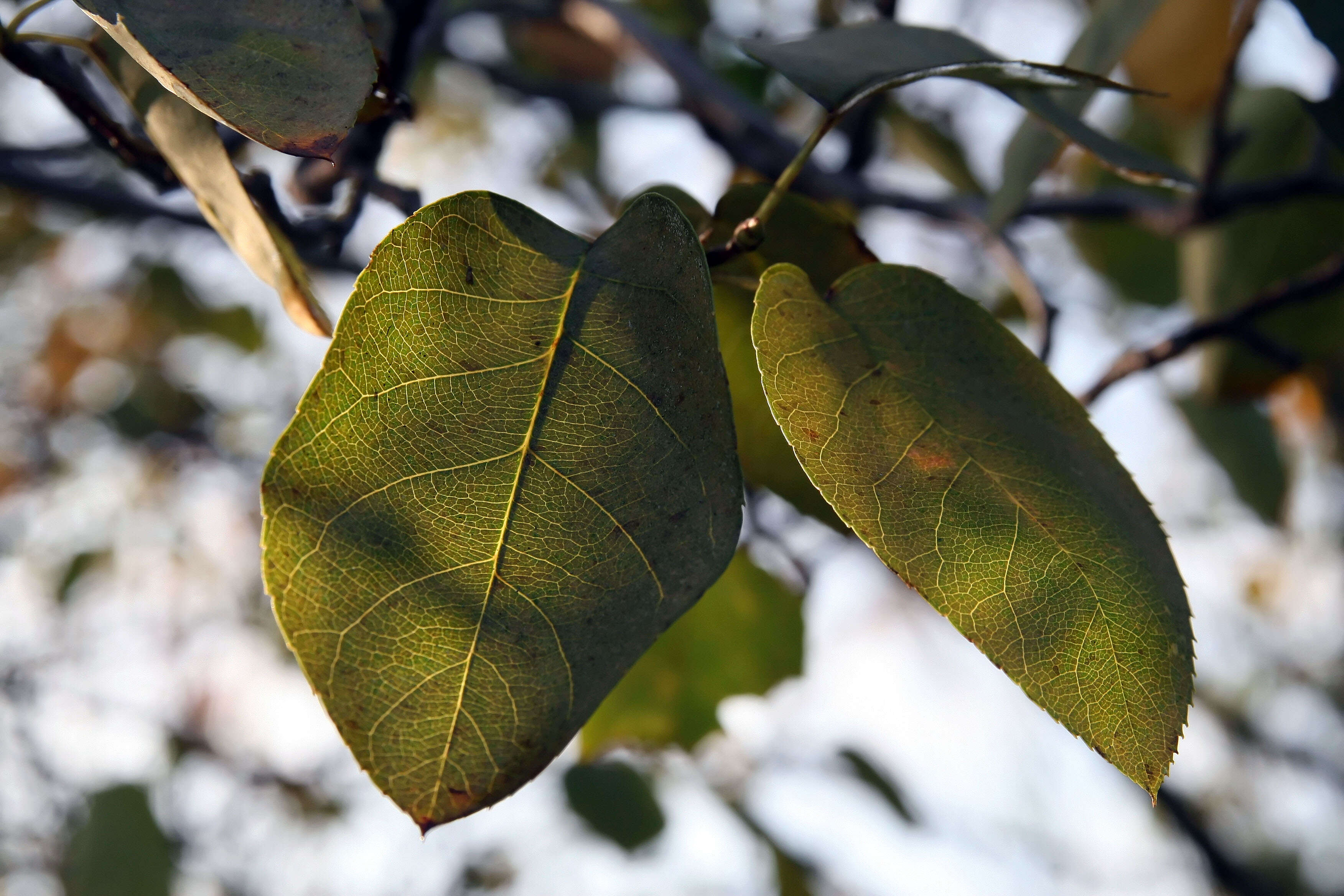 Image of Allegheny Serviceberry