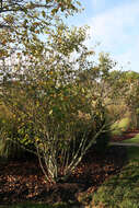 Image of Allegheny Serviceberry