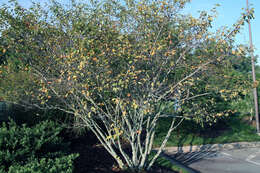 Image of Allegheny Serviceberry