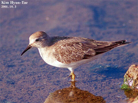 Image of Temminck's Stint