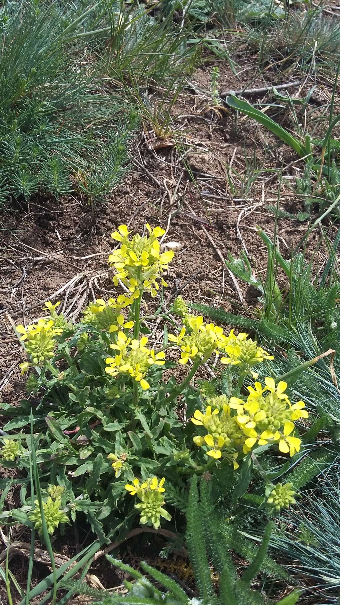 Слика од Erysimum cuspidatum (M. Bieb.) DC.