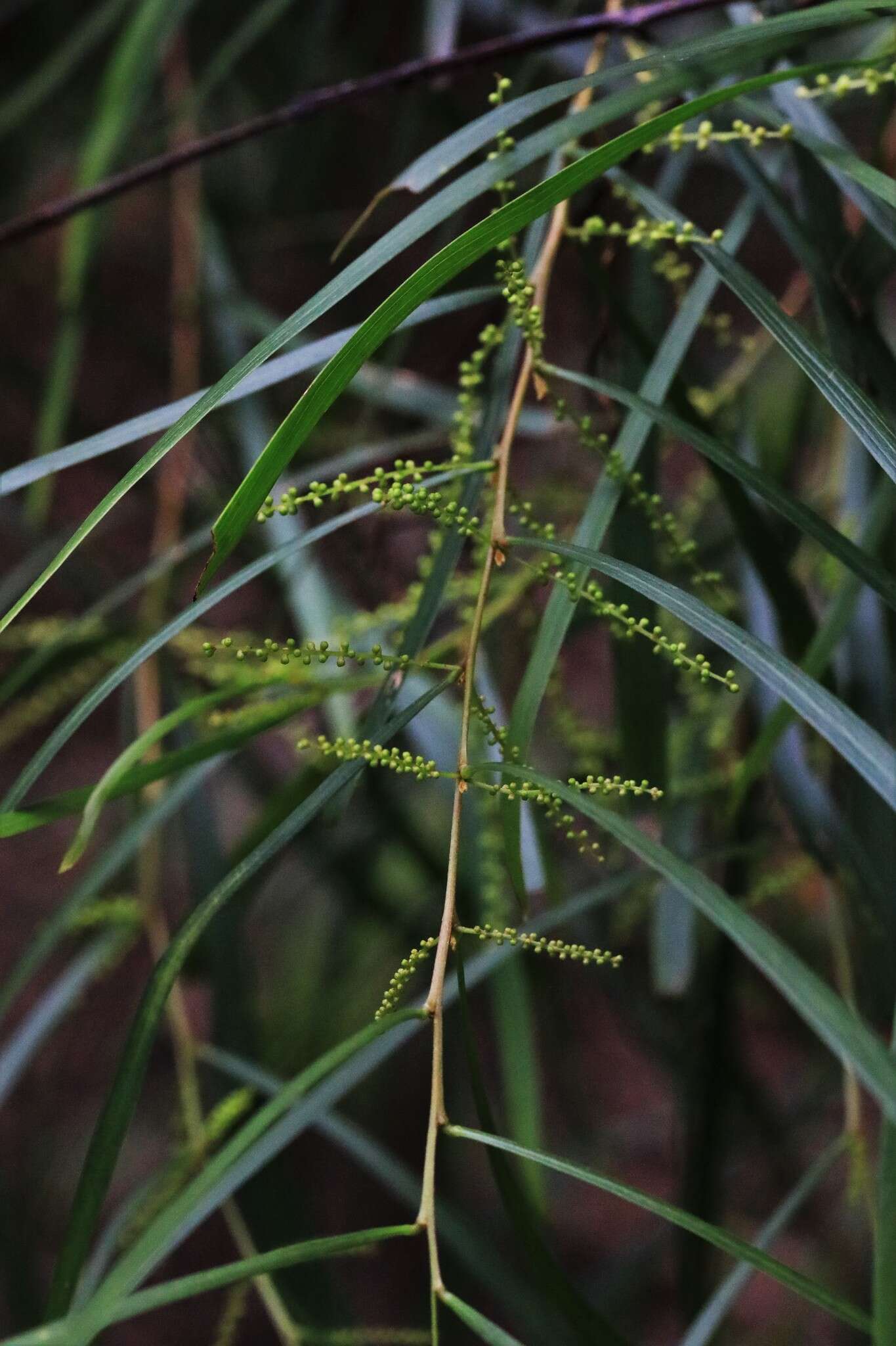Image of Acacia longissima H. L. Wendl.