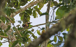 Image of Golden-collared Toucanet