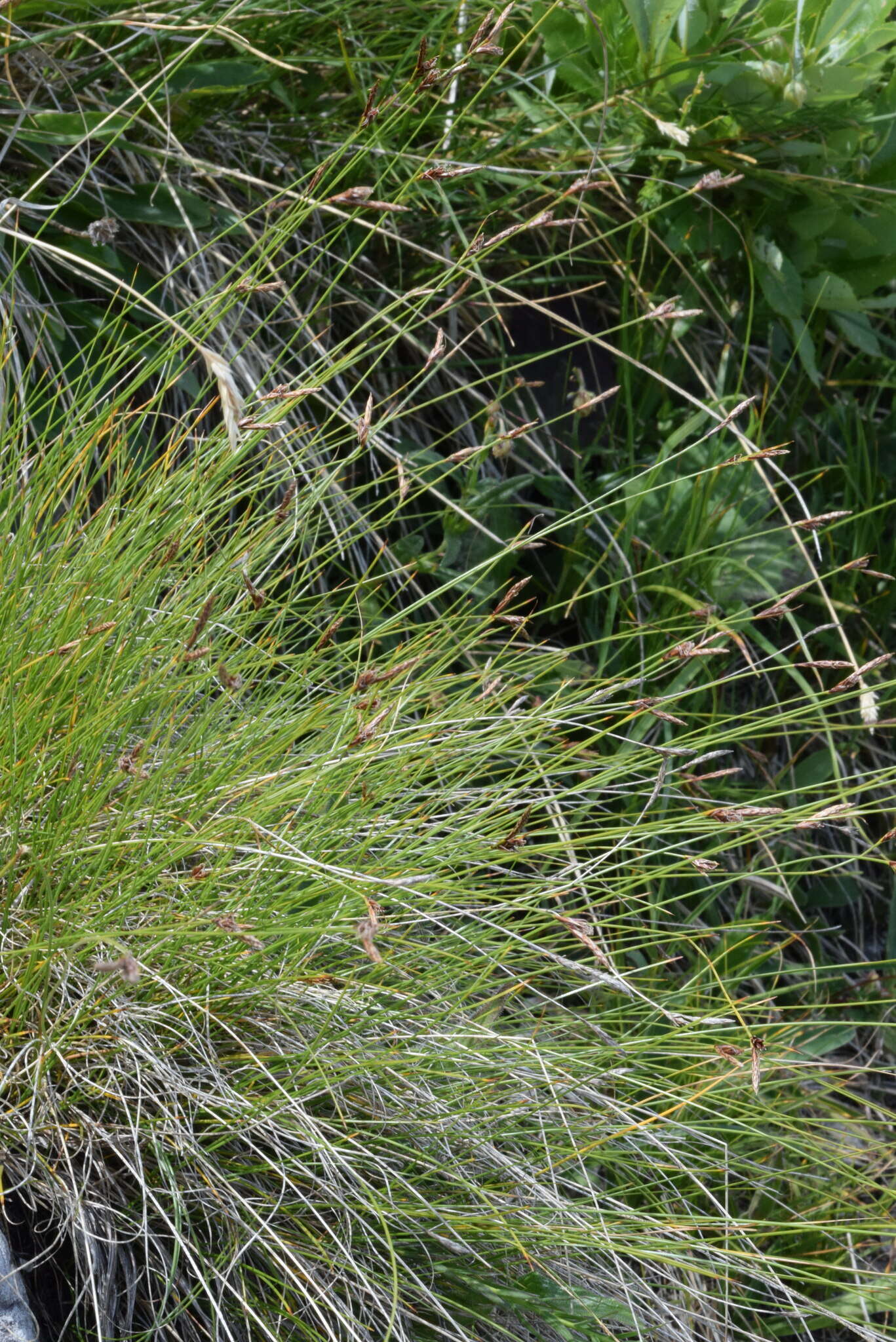 Image of Carex mucronata All.