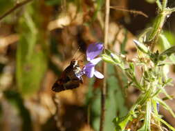 Image of Bonplandia geminiflora Cav.