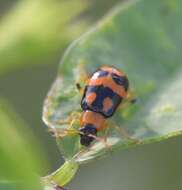 Sivun Cerotoma ruficornis ruficornis (Olivier 1791) kuva