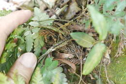 Image of Amauropelta glanduligera