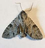 Image of Piney Moth