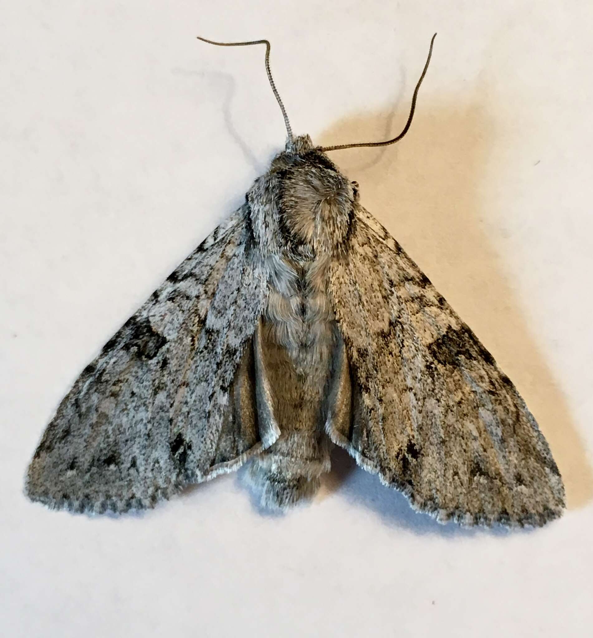 Image of Piney Moth