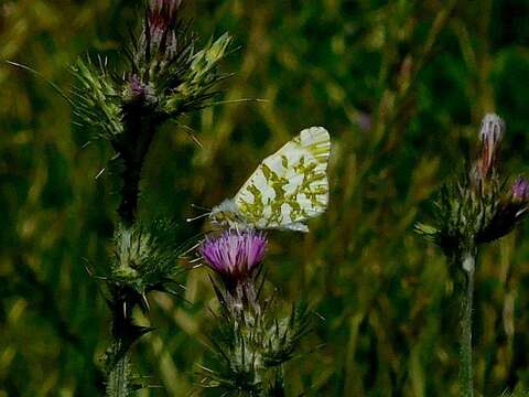 صورة Euchloe ausonides (Lucas 1852)