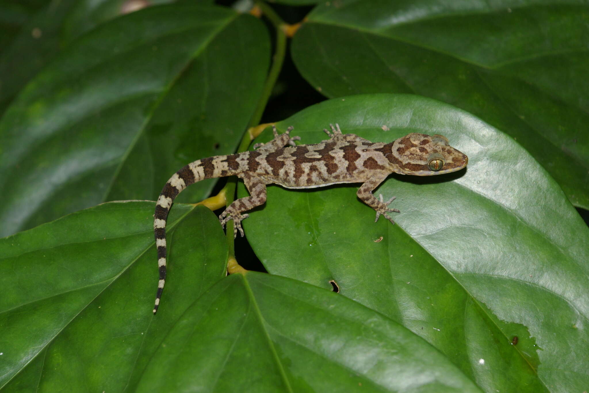 Image of Cyrtodactylus cattienensis Geissler, Nazarov, Orlov, Böhme, Phung, Nguyen & Ziegler 2009