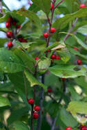 Image of Michigan holly