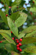 Image of Michigan holly