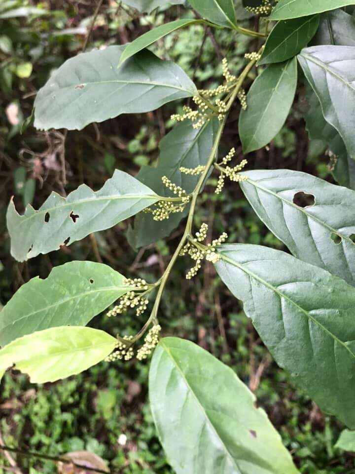 Слика од Maesa japonica (Thunb.) Moritzi & Zoll.