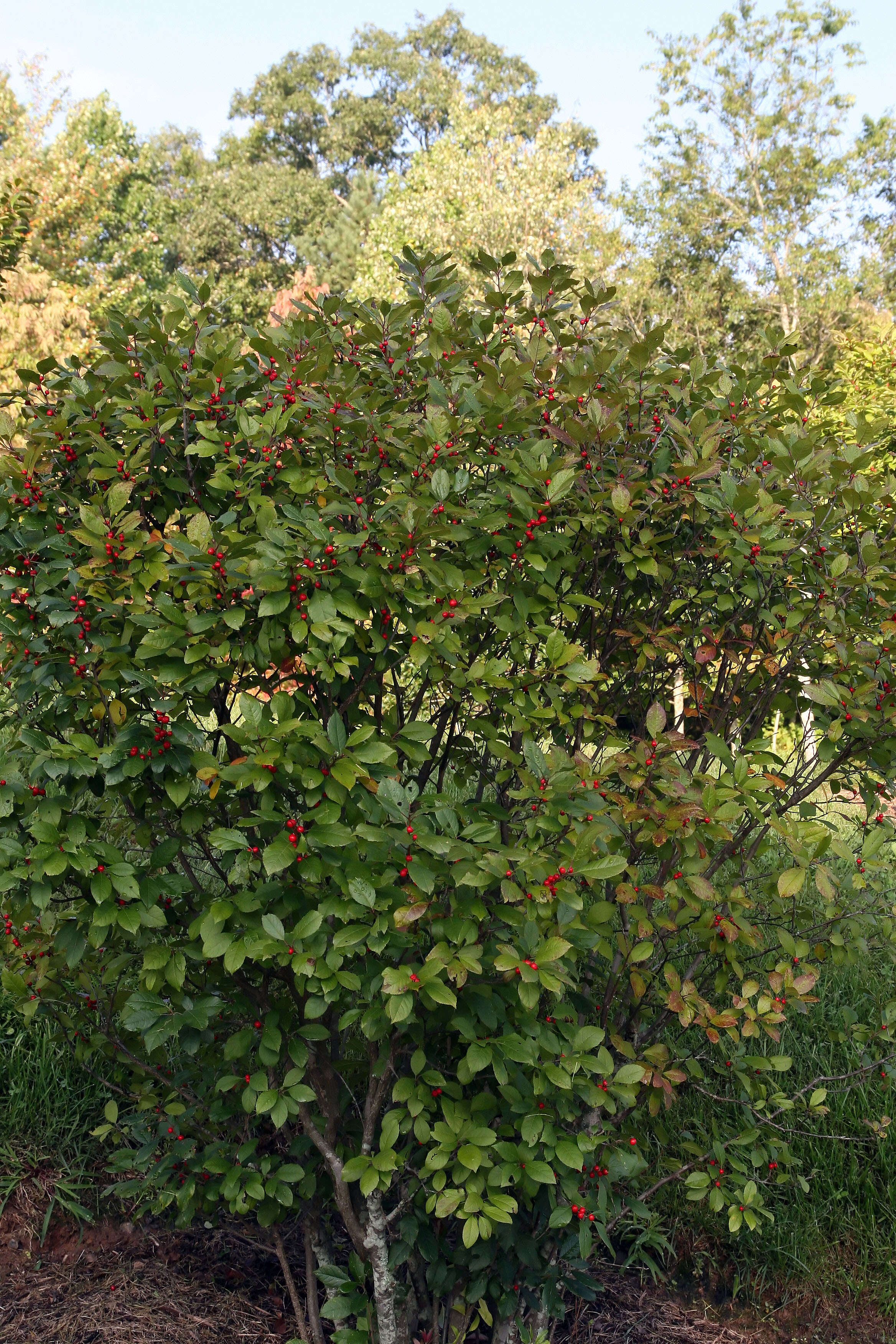 Image of Michigan holly