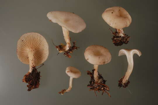 Clitocybe phaeophthalma (Pers.) Kuyper 1981 resmi