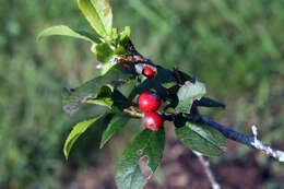 Image of Michigan holly