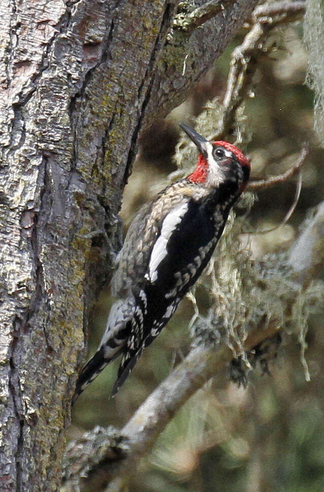 Plancia ëd Sphyrapicus nuchalis Baird & SF 1858