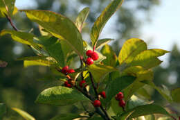 Image of Michigan holly