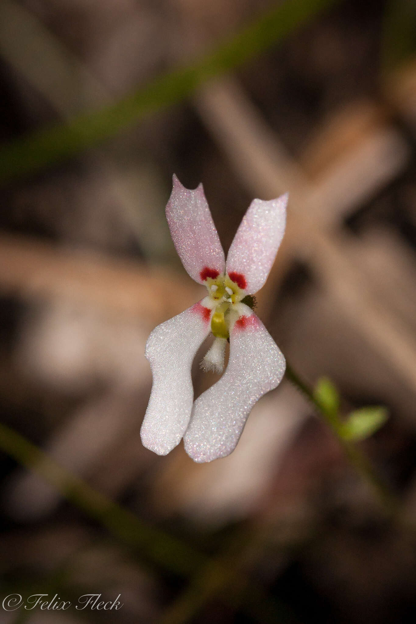 Image de Stylidium calcaratum R. Br.