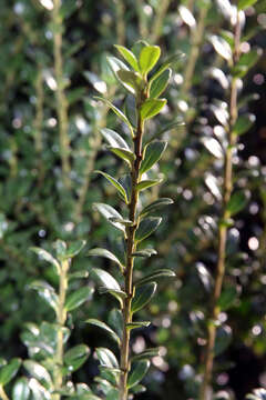 Image of Japanese holly