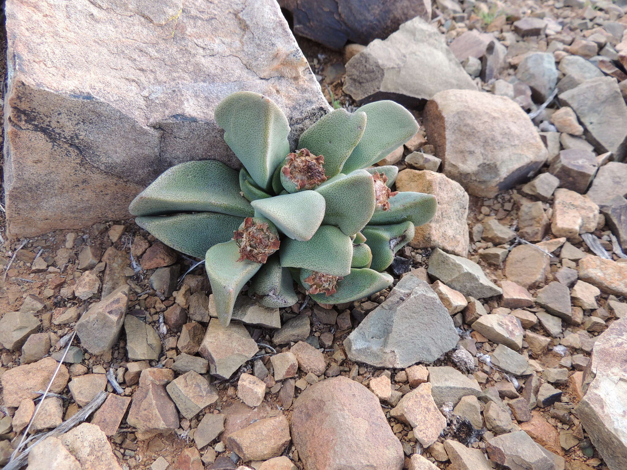 Plancia ëd Pleiospilos compactus (Ait.) Schwant.