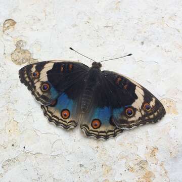 Image de Junonia orithya Linnaeus 1764