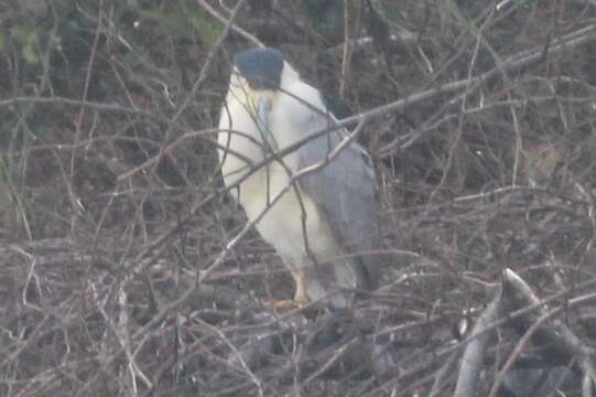 Image of Nycticorax nycticorax hoactli (Gmelin & JF 1789)